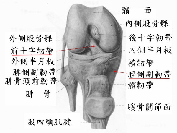 Knee_Joint.jpg Knee_Joint.jpg