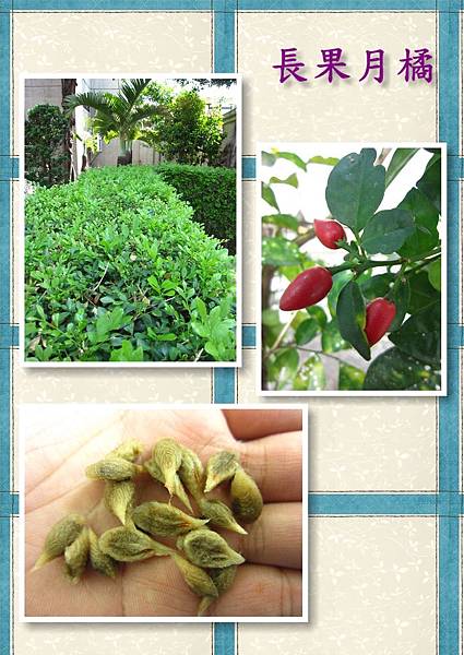 長果月橘1.jpg 長果月橘1.jpg