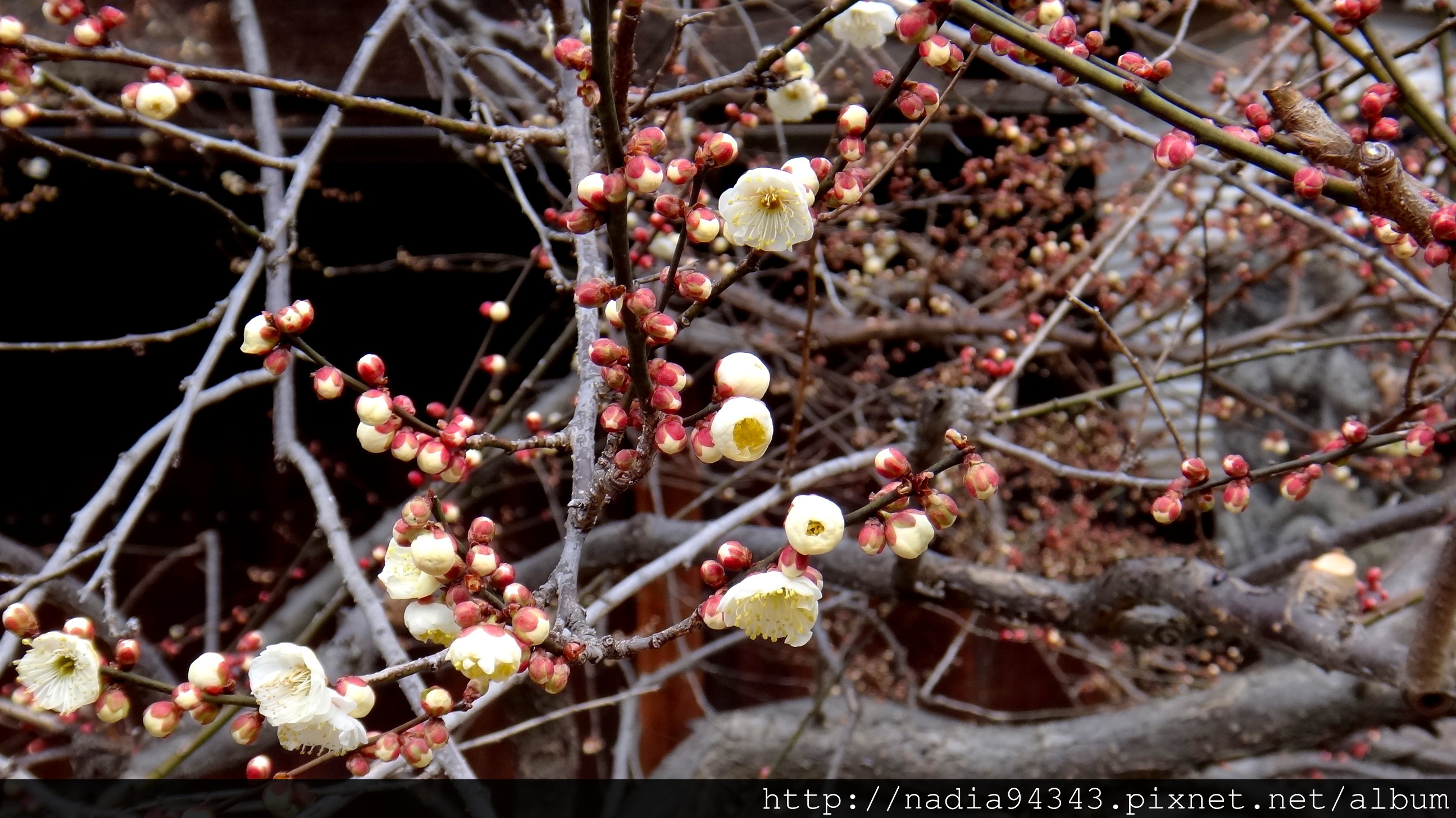 Kyoto2013_0210_105450 Kyoto2013_0210_105450
