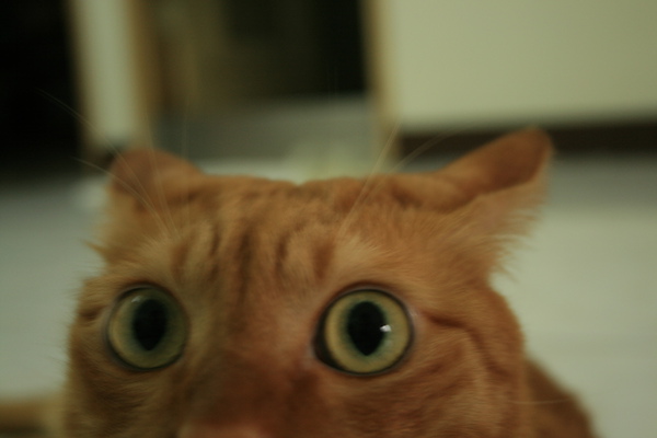 IMG_0111.JPG IMG_0111.JPG