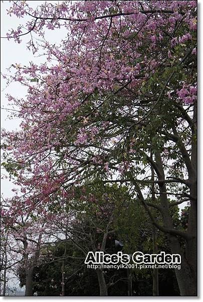 _DSC4867.JPG _DSC4867.JPG