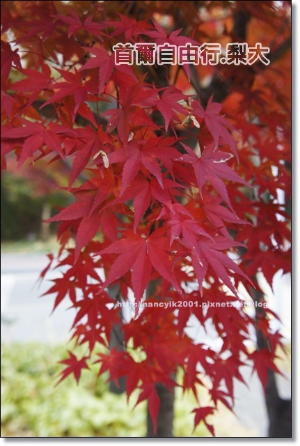 _DSC4082.JPG _DSC4082.JPG