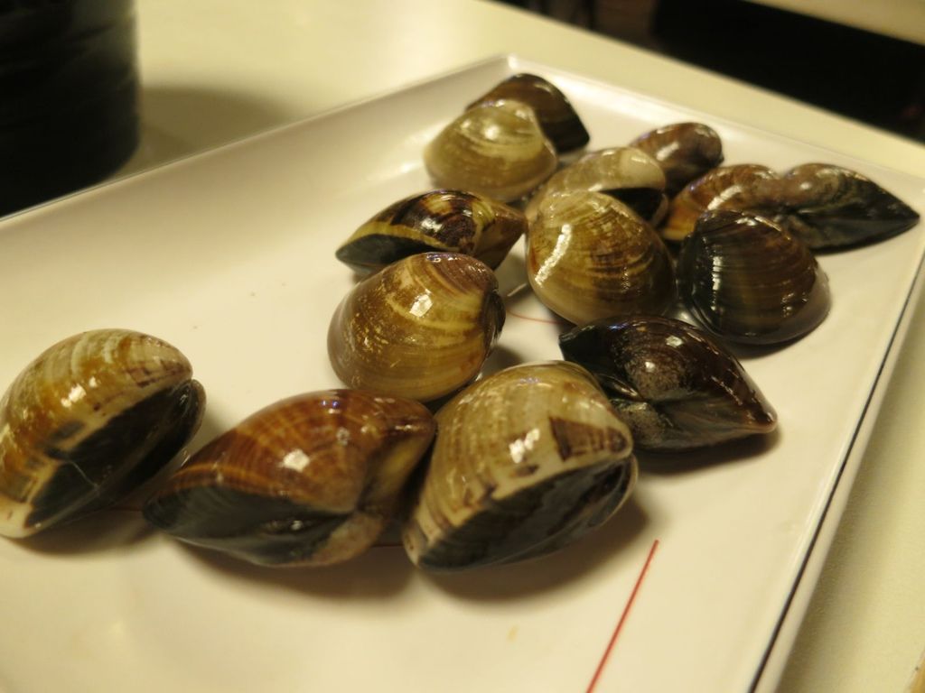 IMG_1154.JPG IMG_1154.JPG