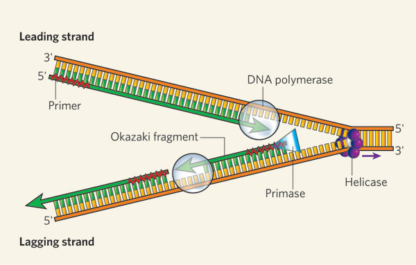 DNA replication.jpg