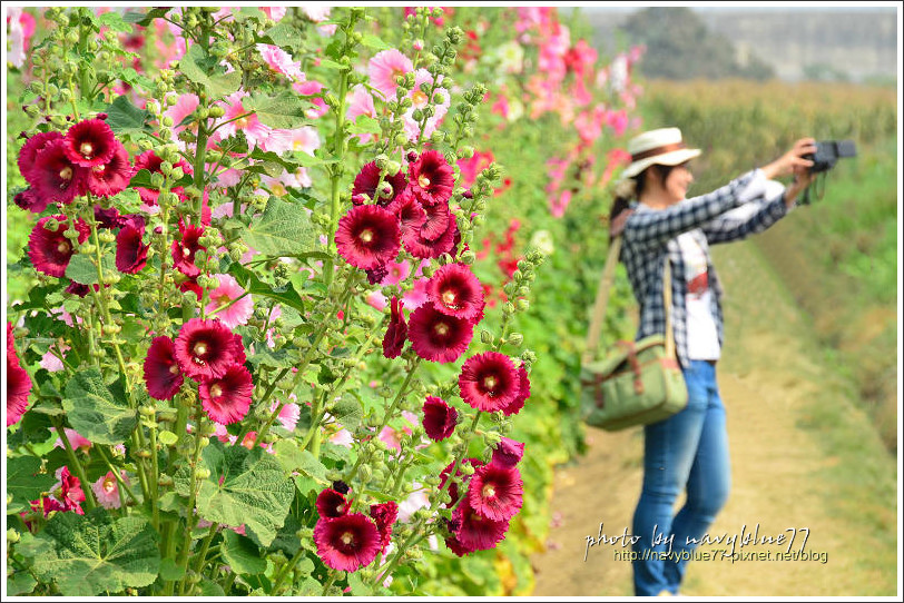 althaea00.jpg althaea00.jpg