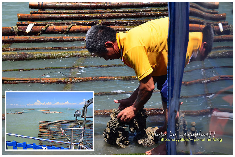 外傘頂洲09.jpg 外傘頂洲09.jpg