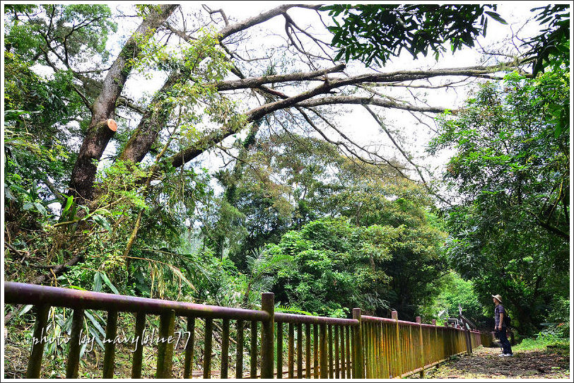 獨立山古道22.jpg 獨立山古道22.jpg