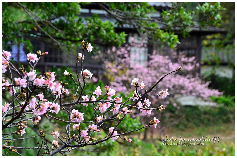 新竹麗池公園賞櫻19.jpg 新竹麗池公園賞櫻19.jpg