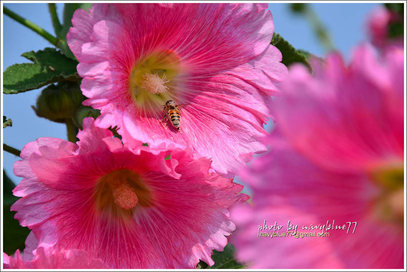學甲蜀葵花17.jpg 學甲蜀葵花17.jpg