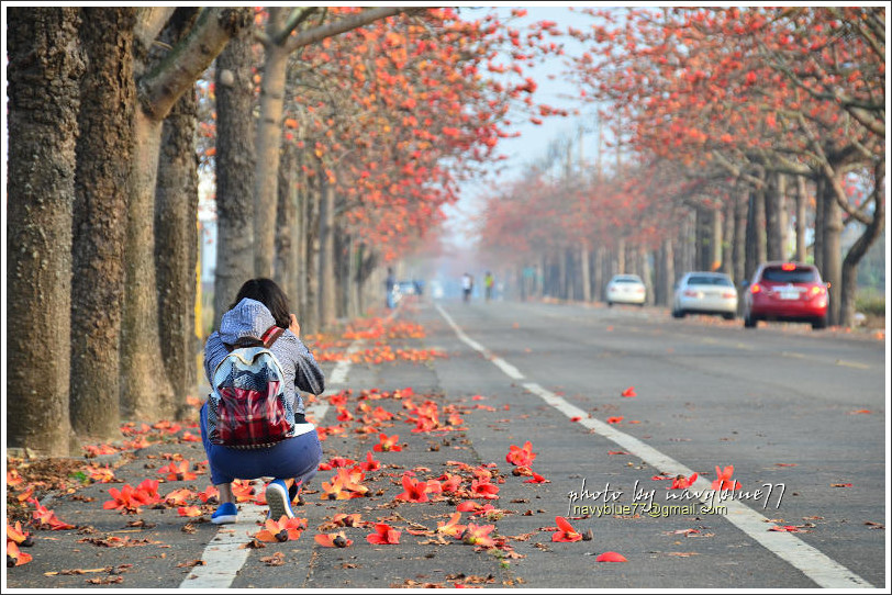 將軍木棉花道29.jpg