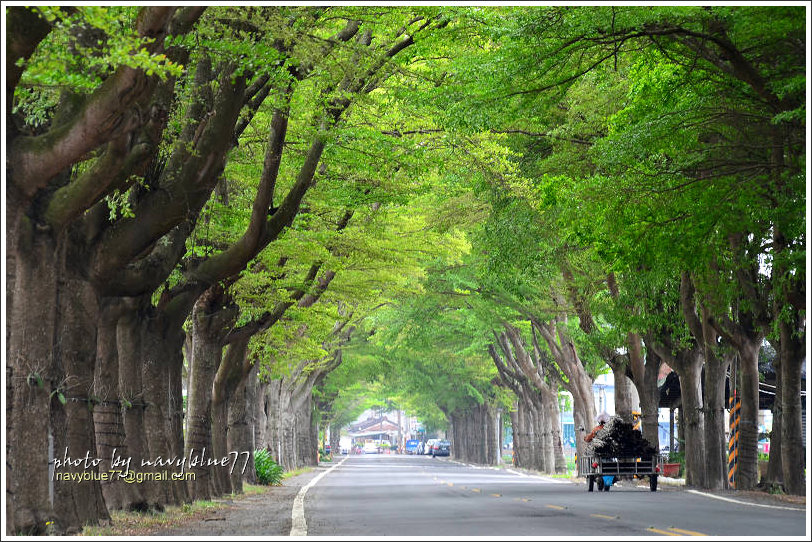 嘉44小葉欖仁道08.jpg