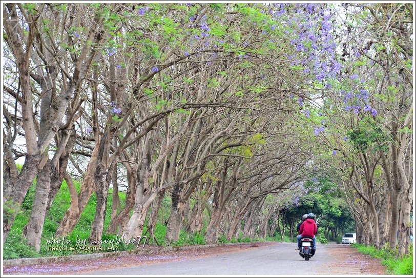 嘉義藍花楹花道01.jpg