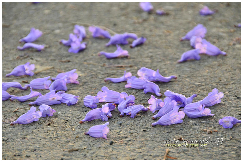 嘉義藍花楹花道08.jpg