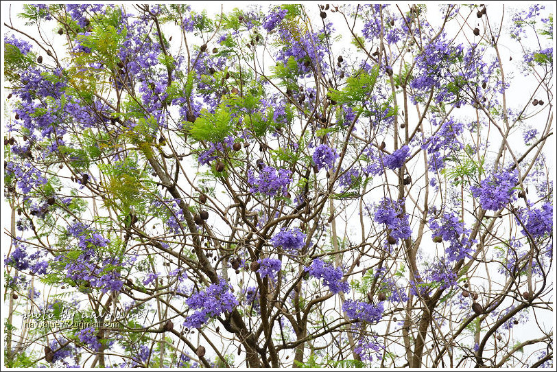 嘉義藍花楹花道28.jpg