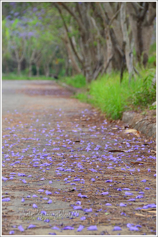 嘉義藍花楹花道07.jpg