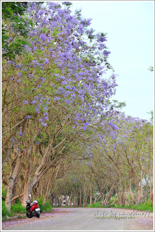 嘉義藍花楹花道11.jpg