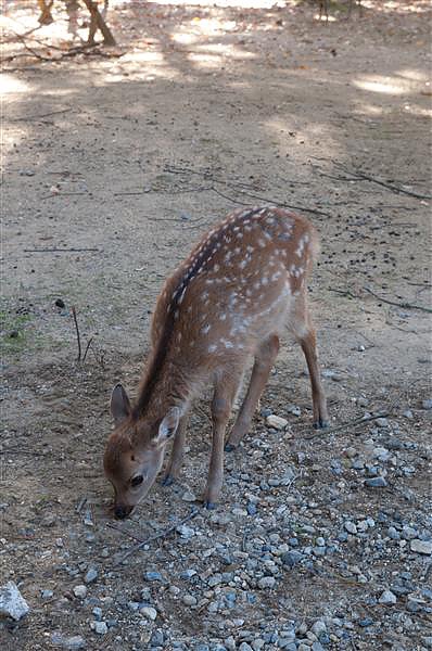 DSC_0787.jpg DSC_0787.jpg