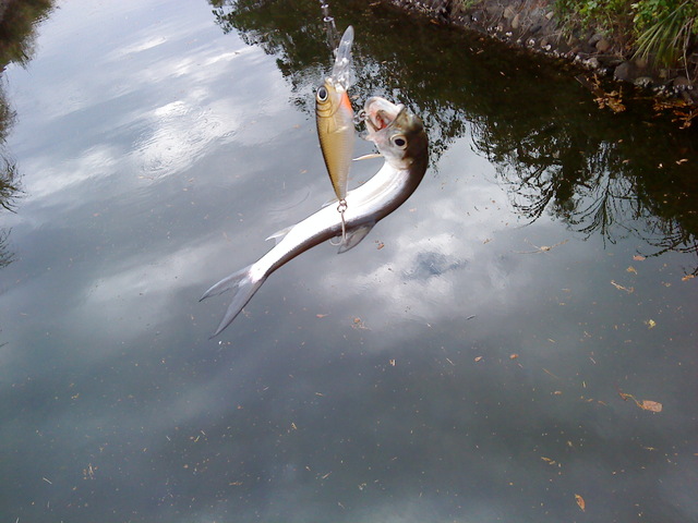 fish_DSC00084.JPG