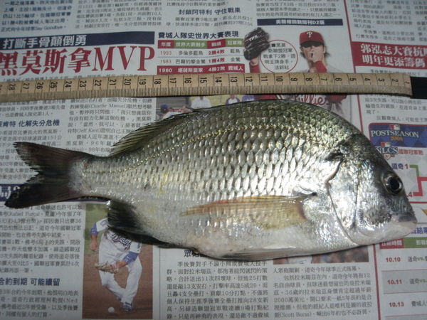 26cm，竹安河第一次釣到。