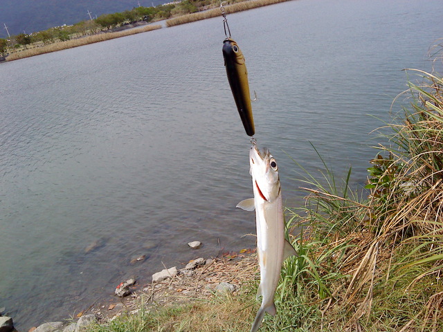 fish_DSC00092.JPG