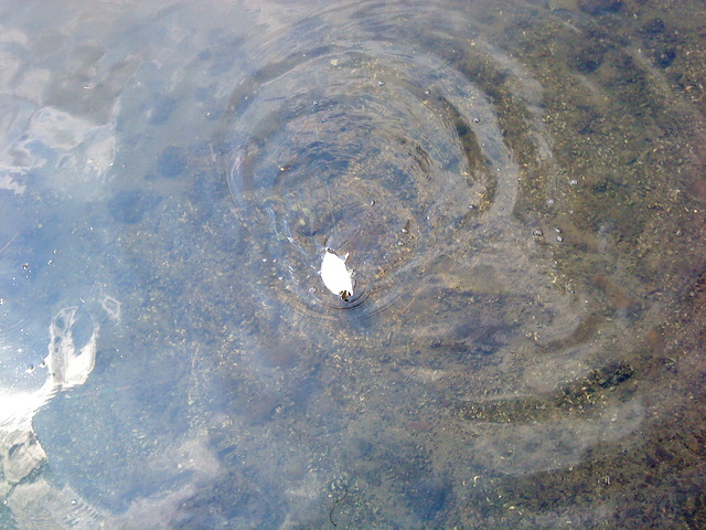 fish_DSC00102.JPG