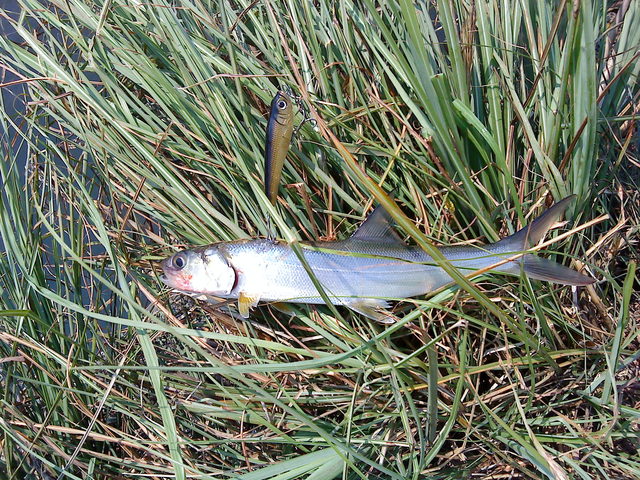 fish_DSC00097.JPG