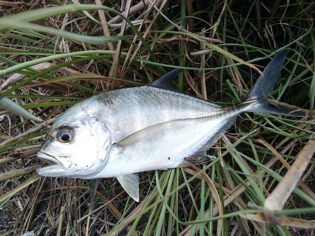 fish_DSC00099.JPG