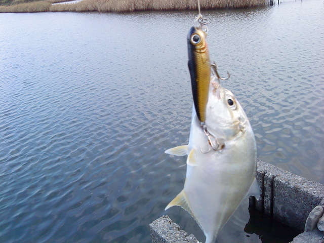 fish_DSC00079.JPG