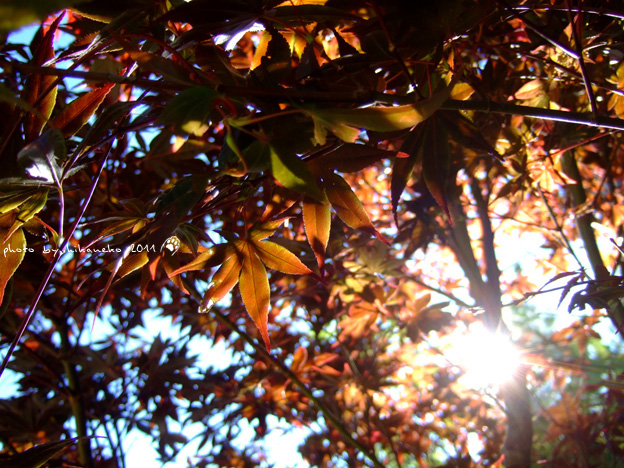 DSCF4216.jpg DSCF4216.jpg