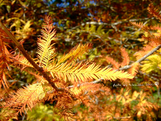 DSCF4240.jpg DSCF4240.jpg