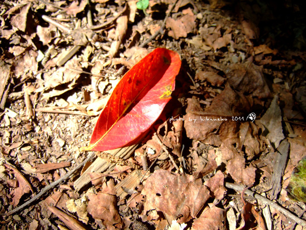 DSCF4297.jpg DSCF4297.jpg