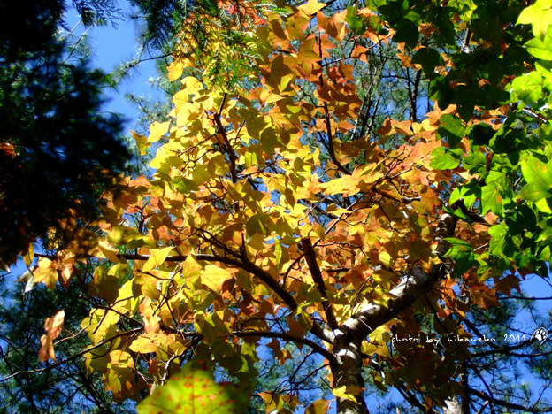 DSCF4363.jpg DSCF4363.jpg