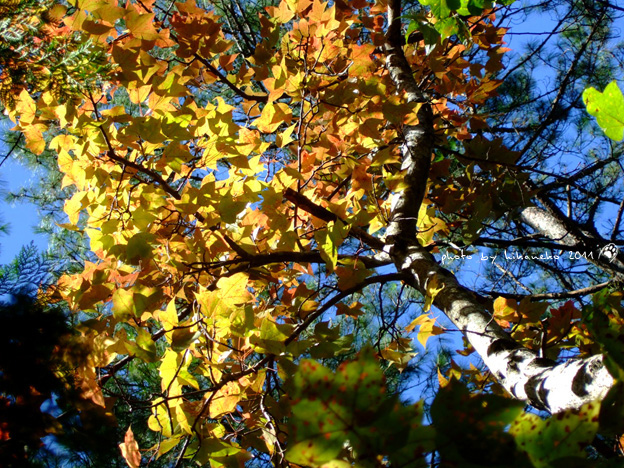 DSCF4364.jpg DSCF4364.jpg