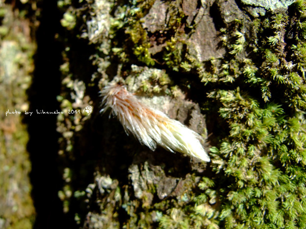 DSCF4365.jpg DSCF4365.jpg