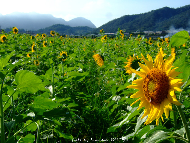 DSCF4979.jpg DSCF4979.jpg