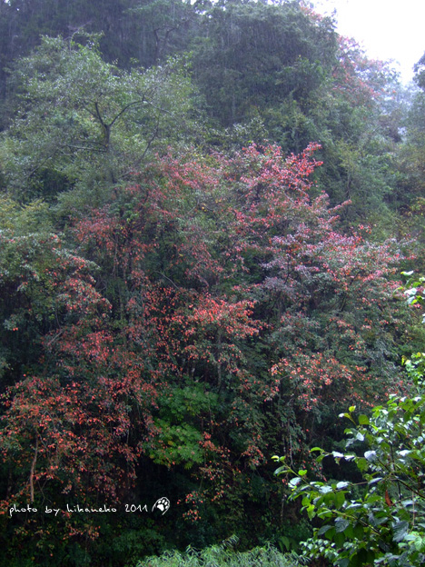 DSCF5116.jpg DSCF5116.jpg