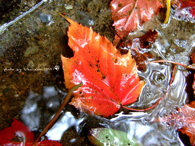 DSCF5119.jpg DSCF5119.jpg