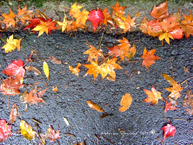 DSCF5124.jpg DSCF5124.jpg