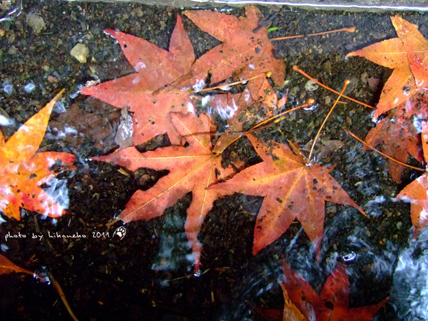 DSCF5130.jpg DSCF5130.jpg