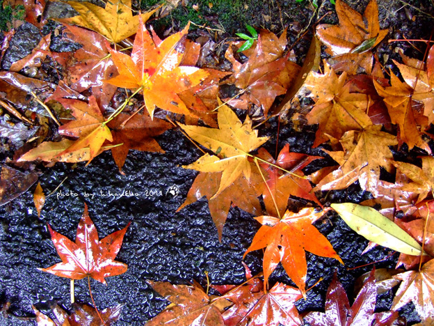 DSCF5133.jpg DSCF5133.jpg