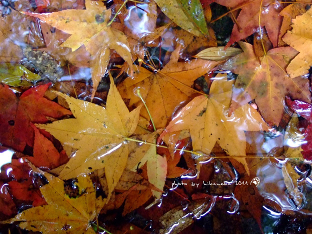 DSCF5139.jpg DSCF5139.jpg