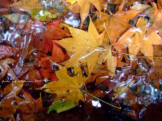 DSCF5147.jpg DSCF5147.jpg