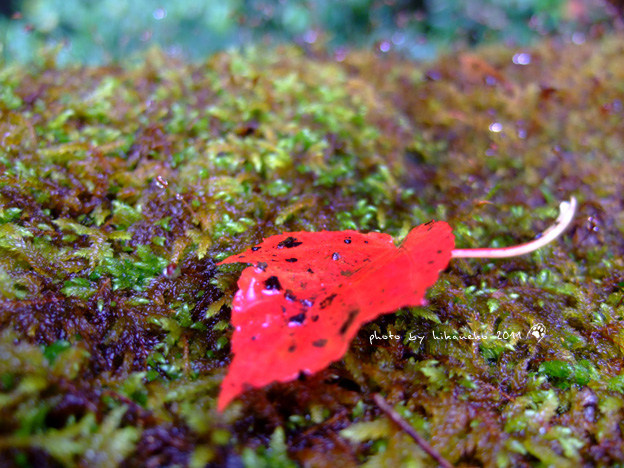 DSCF5165.jpg DSCF5165.jpg