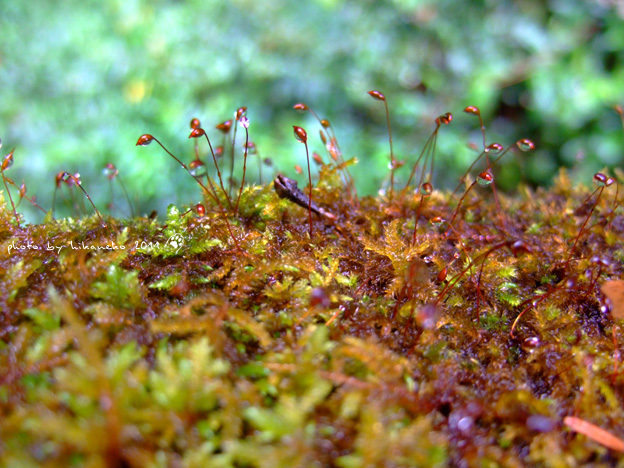 DSCF5166.jpg DSCF5166.jpg