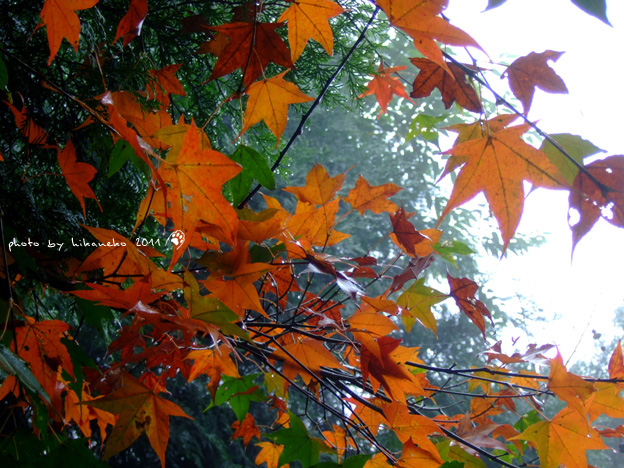 DSCF5177.jpg DSCF5177.jpg