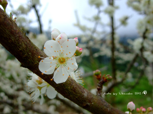 DSCF6173.jpg DSCF6173.jpg