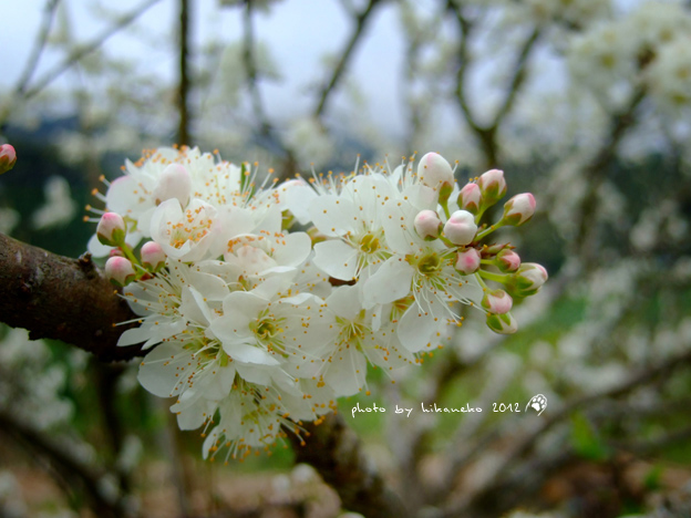 DSCF6175.jpg DSCF6175.jpg