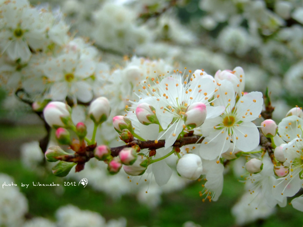 DSCF6176.jpg DSCF6176.jpg