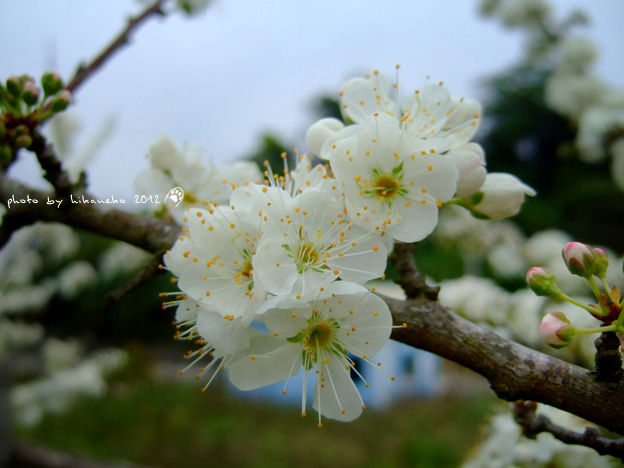 DSCF6183.jpg DSCF6183.jpg