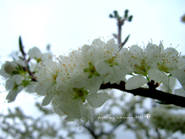 DSCF6189.jpg DSCF6189.jpg